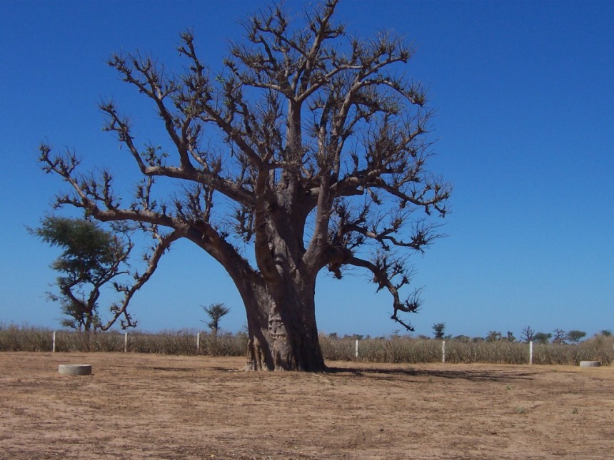 Der Baobab Baum